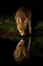 Red fox reflection - Vulpes vulpes