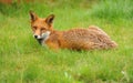 A red fox resting on grassland.