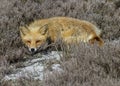 Red Fox Resting on a Sand Dune Royalty Free Stock Photo