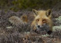 Red Fox Resting on a Sand Dune Royalty Free Stock Photo