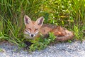 Red Fox resting in the shadow.Bombay Hook National Wildlife Refuge.Delaware.USA