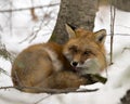 Red Fox Stock Photos. close-up profile view cleaning fur in the winter season in its environment and habitat with snow background Royalty Free Stock Photo