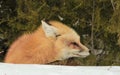 Red fox resting in snow Royalty Free Stock Photo