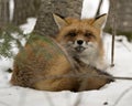 Red Fox Stock Photos. Resting on snow in the winter season in its environment and habitat with snow background displaying bushy Royalty Free Stock Photo