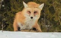 Red fox resting in snow Royalty Free Stock Photo