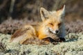 Red Fox Royalty Free Stock Photo