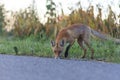 Red fox on the roadside Royalty Free Stock Photo