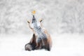 Red fox with a robin in the falling snow in winter Royalty Free Stock Photo