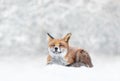 Red fox and robin in the falling snow in winter Royalty Free Stock Photo