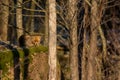 Red Fox on a rock