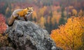 Red Fox Standing on a Rock in Autumn Forest Royalty Free Stock Photo