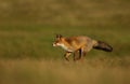 Red fox running across the field Royalty Free Stock Photo