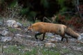 a red fox running through the grass with rocks around him Royalty Free Stock Photo