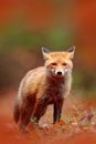 Red fox running on orange autumn leaves. Cute Red Fox, Vulpes vulpes in fall forest. Beautiful animal in the nature habitat. Royalty Free Stock Photo