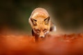 Red fox running on orange autumn leaves. Cute Red Fox, Vulpes vulpes in fall forest. Beautiful animal in the nature habitat. Royalty Free Stock Photo