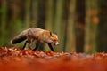 Red fox running on orange autumn leaves. Cute Red Fox, Vulpes vulpes in fall forest. Beautiful animal in the nature habitat.