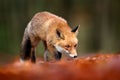 Red fox running on orange autumn leaves. Cute Red Fox, Vulpes vulpes in fall forest. Beautiful animal in the nature habitat.