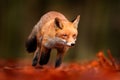 Red fox running on orange autumn leaves. Cute Red Fox, Vulpes vulpes in fall forest. Beautiful animal in the nature habitat.