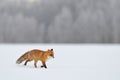 Red fox running in winter Royalty Free Stock Photo