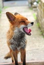 A red fox`s yawn shows it`s teeth Royalty Free Stock Photo