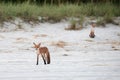 Red Fox in the sand on the beach. Royalty Free Stock Photo