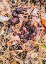 Red fox scat Royalty Free Stock Photo