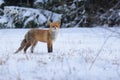 Red fox scenting the air Royalty Free Stock Photo