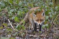 Red Fox Scientific name: Vulpes vulpes Royalty Free Stock Photo