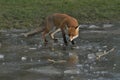 Red Fox Scientific name: Vulpes vulpes Royalty Free Stock Photo