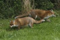 Red Fox Scientific name: Vulpes vulpes Royalty Free Stock Photo