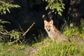 Red fox seating in deep grass, Vosges, France