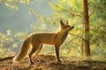 Red fox from side view in beauty backlight in autumn forest