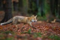 Red fox from side view in the deep forest. Walking fox on autumn wit fallen leaves. Vulpes Vulpes