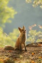 Red fox siitng in backlight during Indian summer Royalty Free Stock Photo