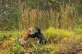 Red Fox and Silver Fox (Vulpes vulpes) Fight