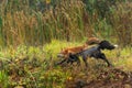 Red Fox and Silver Fox (Vulpes vulpes) Run Left