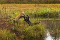 Red Fox and Silver Fox Vulpes vulpes Boxing on Island Autumn