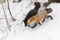 Red Fox and Silver Fox Vulpes vulpes Run Down Embankment Winter