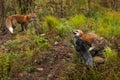 Red Fox and Silver Fox Vulpes vulpes Tussle While Third Watches Autumn