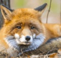 Red fox sits on the grass and looks at the sun.Realistic 3D render of a cheerful and adorable fox with a mischievous grin