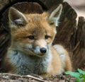 Red fox sits on the grass and looks at the sun.Realistic 3D render of a cheerful and adorable fox with a mischievous grin