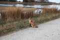 Red Fox sitting along roadway