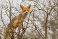 A red fox is sitting on a bush and eating lard. Vulpes vulpes