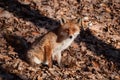 Red fox sitting on the ground