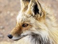 Red Fox at Mollie Kathleen Gold Mine