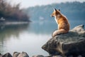 Red fox sitting on a rock at the edge of a lake. Royalty Free Stock Photo