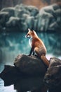Red fox sitting on a rock by the water. Wildlife scene. Royalty Free Stock Photo