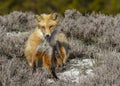 Red Fox Sitting on a Sand Dune Royalty Free Stock Photo