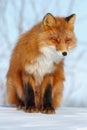 Red fox sitting on the snow Royalty Free Stock Photo