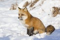 Red fox sitting in snow Royalty Free Stock Photo